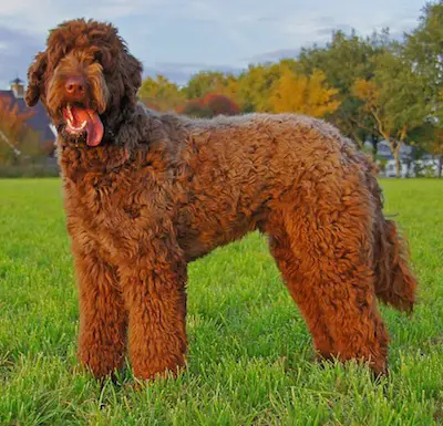 1356959011~Left-sided-view-of-a-Flandoodle-dog.jpg