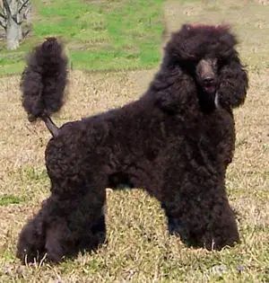 1356962664~Right-sided-view-of-a-Klein-Poodle-dog.jpg