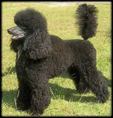 1356962665~Left-sided-view-of-a-Klein-Poodle-dog.jpg