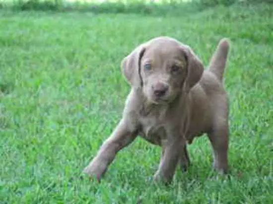 1356963376~Labmaraner-puppy-standing-on-the-grass.jpg