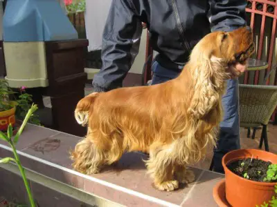 1356964768~Mini-English-Cocker-dog-with-its-owner.jpg