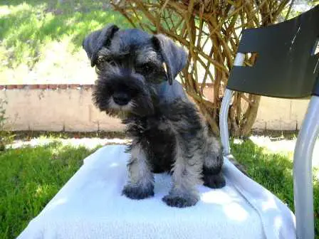 1356965110~Miniature-French-Schnauzer-puppy-sitting-on-a-chair.jpg