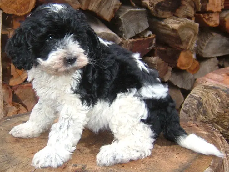 1356965248~Black--white-fur-coated-Miniature-Labradoodle-dog.jpg