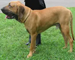 1356965488~Muscle-Mastiff-dog-with-its-owner.jpg