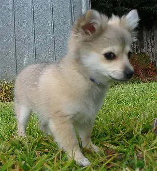 1356967937~This-Pomchi-puppy-looking-at-something.JPG