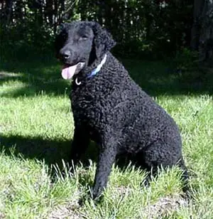 1356969438~A-Curly-Coated-Retriever-dog-from-left-angle.jpg