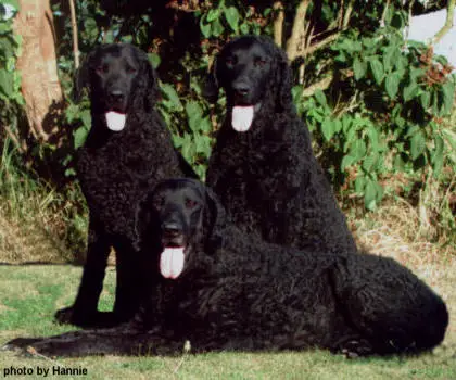 1356969440~Three-Curly-Coated-Retriever-dog-chilling-together.jpg