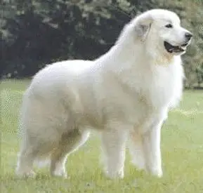 1356971495~Great-Pyrenees-dog-with-white-fur.jpg