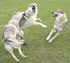 1357090930~Three-Czechoslovakian-Wolfdog-fighting.jpg