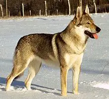 1357090932~Czechoslovakian-Wolfdog-in-the-snow.JPG