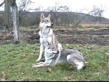 1357090934~Two-Czechoslovakian-Wolfdog-having-conversation.jpg