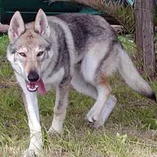 1357090935~Czechoslovakian-Wolfdog-looks-like-wolves.jpg