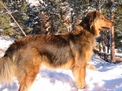 1357091582~Dakotah-Shepherd-dog-in-the-snow.jpg