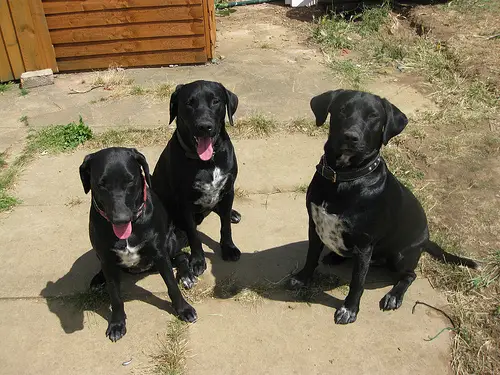 1357091749~Three-Dalmador-dogs-together-having-fun.jpg