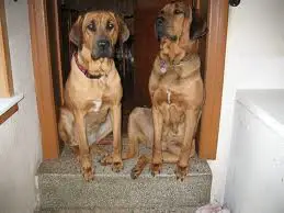 1357092164~Two-Danish-Broholmer-dogs-guarding-the-door.jpg