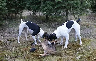 1357093108~Decker-Hunting-Terrier-has-caught-a-rabit.jpg