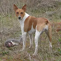 1357093111~This-Decker-Hunting-Terrier-dog-has-caught-something.jpg