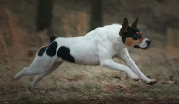 1357093113~Decker-Hunting-Terrier-dog-running.jpg