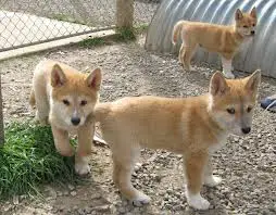 1357094112~Three-adorable-Dingo-puppies.jpg