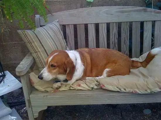 1357116584~Corgi-Basset-puppy-lying-on-a-bench.jpg