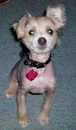 1357272302~Cute-Crested-Schnauzer-with-pink-pendant.jpg