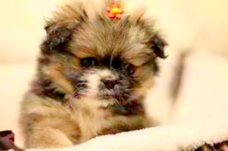 1357356849~Tricolored-Crested-Peke-Puppy.jpg