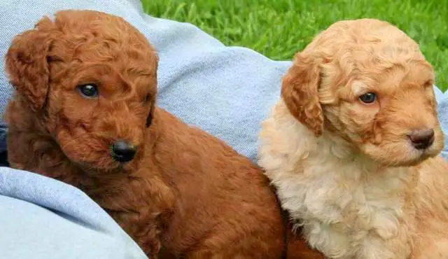 1357395413~Tan-and-Brown-Double-Doodle-Puppies.JPG