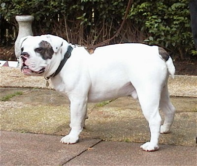 1357470403~White-and-black-Dorset-Olde-Tyme-Bulldogge.jpg