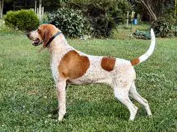 1357485293~English-Coonhound-in-the-right-side.jpg