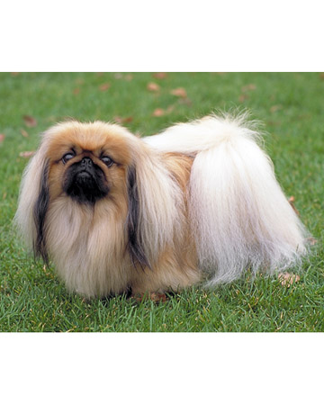 1357493510~Crested-Peke-on-the-right-side-.jpg