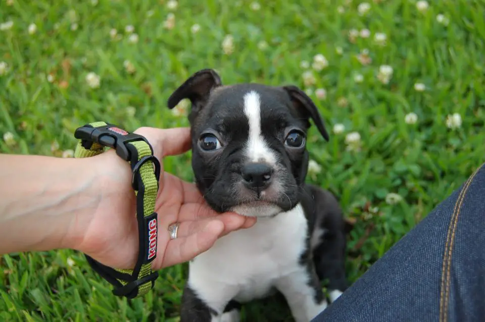 1357512905~If-I-could-get-this-cute-Bull-Terrier-Puppy.jpg