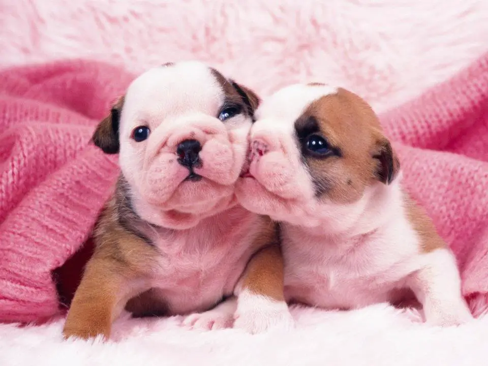 1357514670~Puppies-are-always-cute.jpg