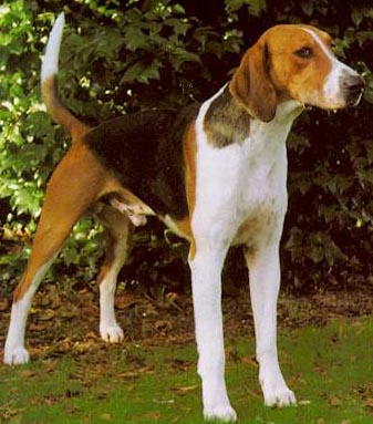 1357549775~Foxhound-in-the-left-side.jpg