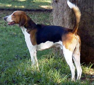 1357549778~Black-brown-and-white-Foxhound.jpg
