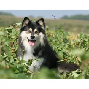 1357571339~Finnish-Lapphund-in-the-right-side.jpg