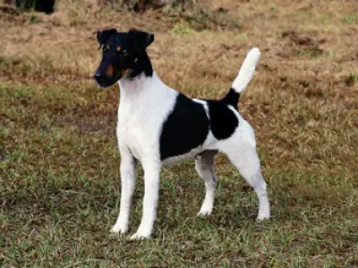 1357572951~Black-and-white-Fox-Terrier.jpg