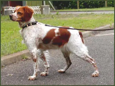 1357574806~White-and-brown-French-Brittany-Spaniel.jpg