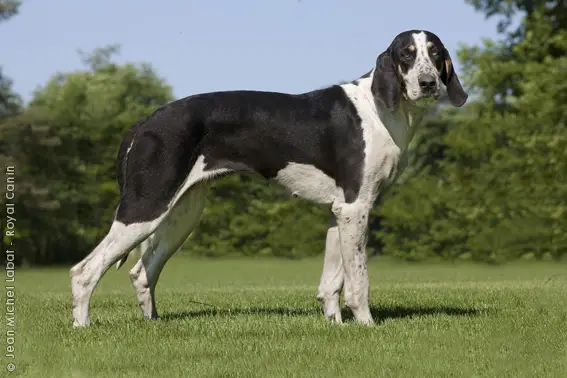 1357575214~French-White-and-Black-Hound-in-the-left-side.jpg