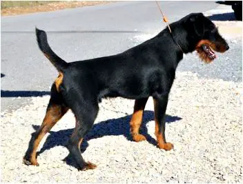 1357577476~Black-and-brown-German-Hunt-Terrier.jpg