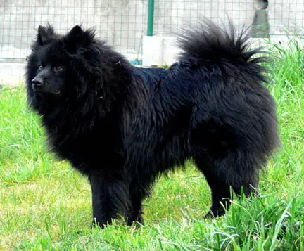 1357580609~German-Spitz-Giant-in-the-right-side.jpg