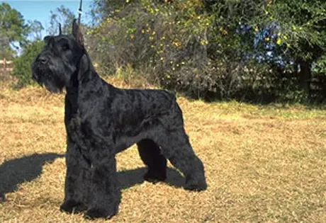 1357581411~Giant-Schnauzer-in-the-right-side.jpg