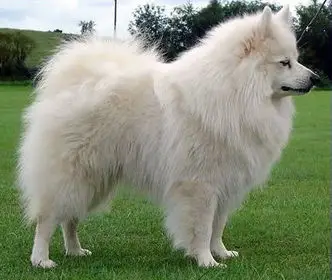 1357583610~German-Spitz-Small-in-the-left-side.jpg