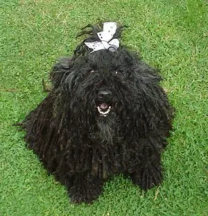 1357641923~Hungarian-Puli-is-just-infront.JPG