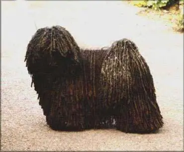 1357641926~Hungarian-Puli-in-the-right-side.jpg