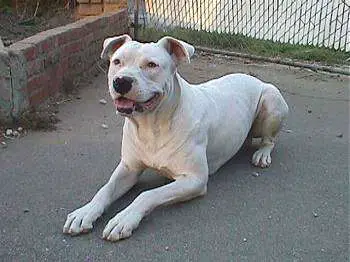 1357669124~Guatemalan-Bull-Terrier-is-sitting.jpg