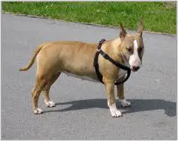1357669125~Brown-Guatemalan-Bull-Terrier.jpg