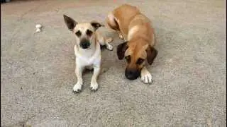 1357670543~Puppies-of-Hawaiian-Poi-Dog.jpg