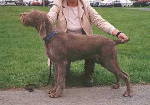 1357704760~Brown-German-Rough-haired-Pointing-Dog.jpg