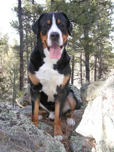 1357747512~Black-and-brown-Greater-Swiss-Mountain-Dog-.jpg