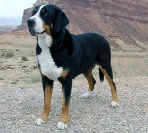 1357747513~Greater-Swiss-Mountain-Dog-in-the-right-side.jpg